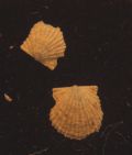 Cyclopecten brundisiensis